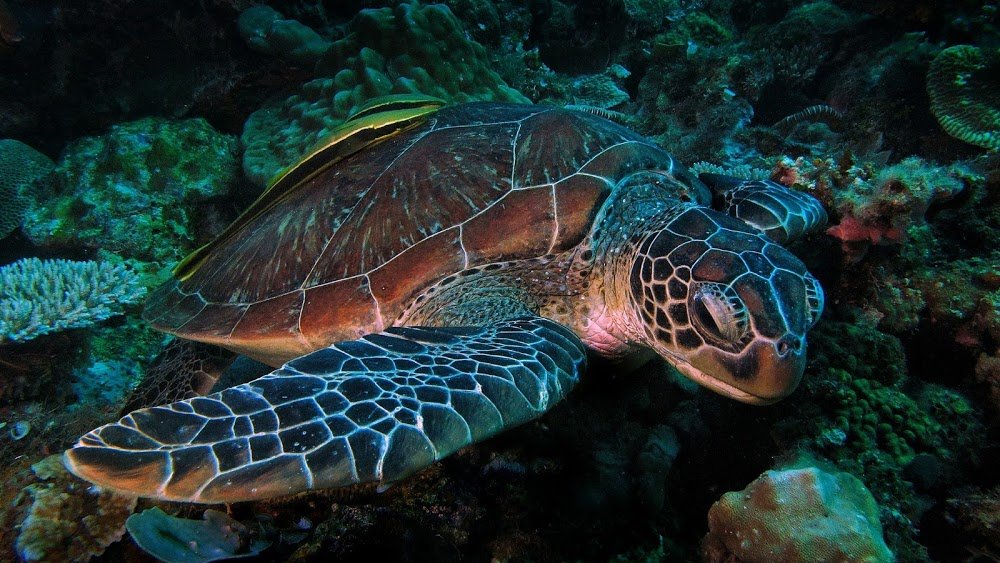 Turtle Divers